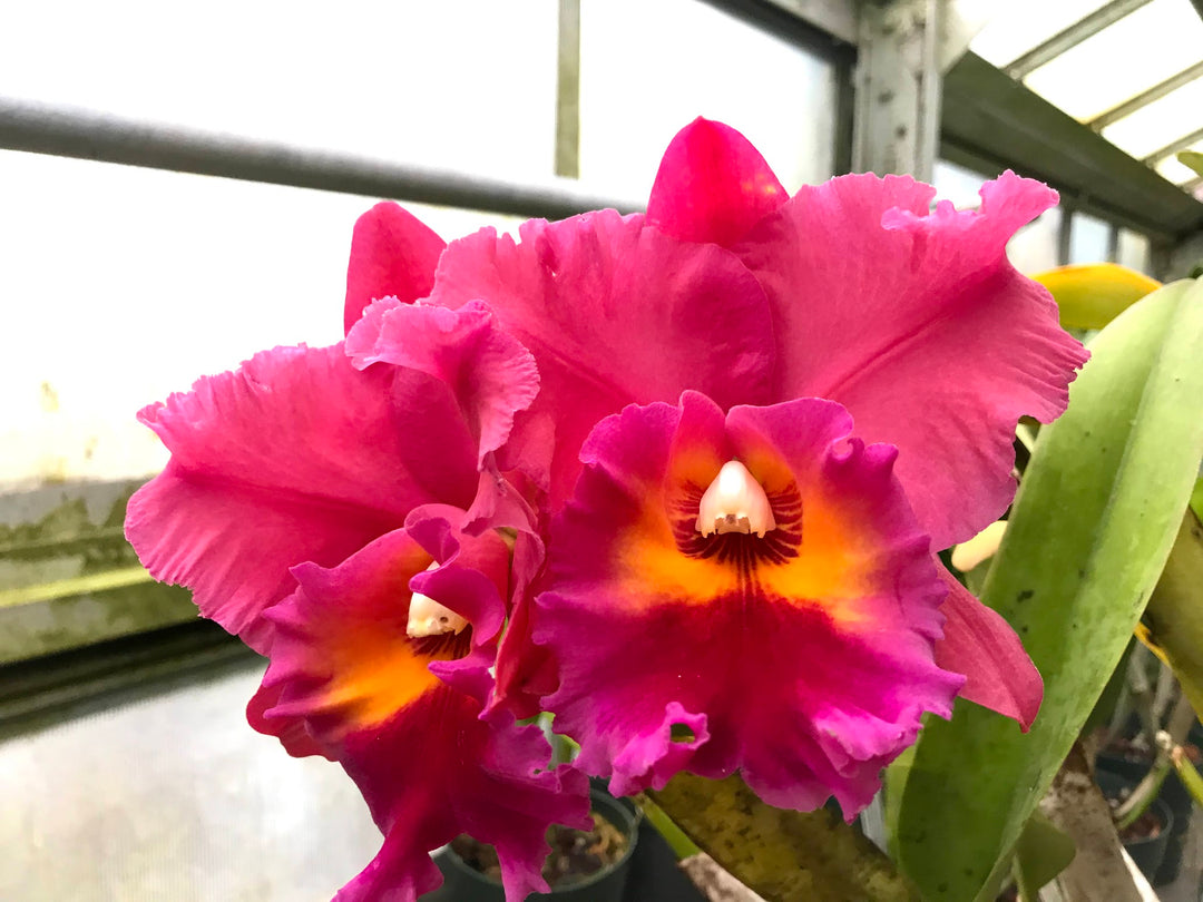Blc. Brunswick Gem `Sentinel&