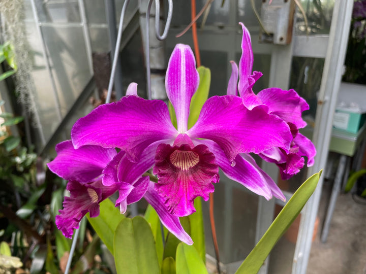 L. purpurata sanguinea `Hot Nights&