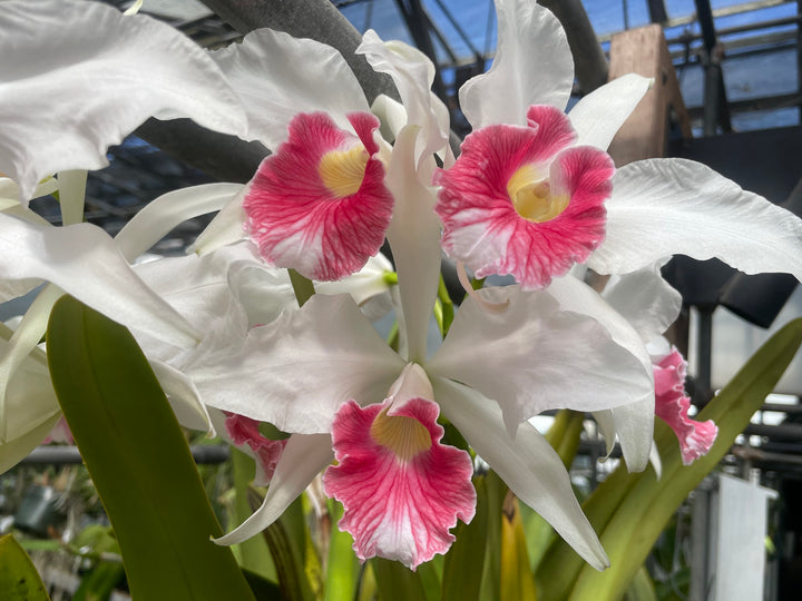 L. purpurata carnea (Harford x Harford&