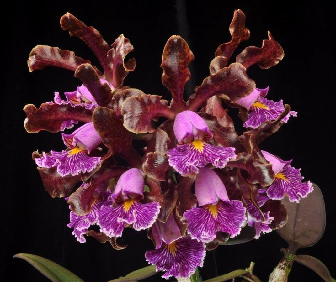 C. schilleriana (`Aglaia&