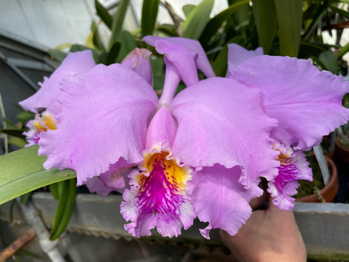 C. mossiae `Isabel Rosalia&