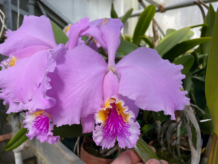 C. mossiae `Isabel Rosalia&