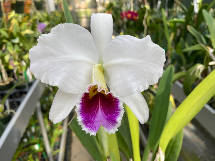 C. percivaliana semi-alba `Karon&