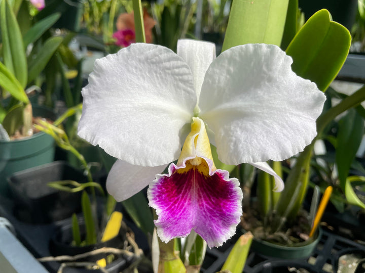 C. percivaliana semi-alba `Karon&