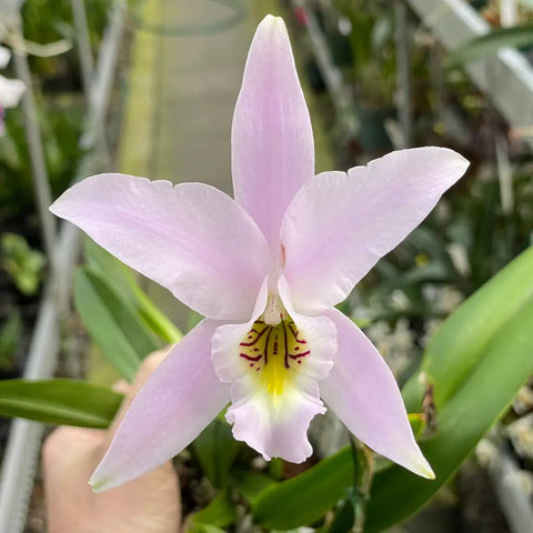 L. anceps  (Oaxaquena `Blumen Insel' BM/JOGA x s/a `20th Anniversary')