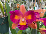 Lc. Laura Sanchez `Over the Rainbow' AM/AOS Original Cattleya Orchid Plant DIV #1
