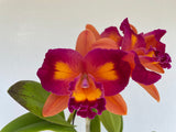 Lc. Laura Sanchez `Over the Rainbow' AM/AOS Original Cattleya Orchid Plant DIV #1