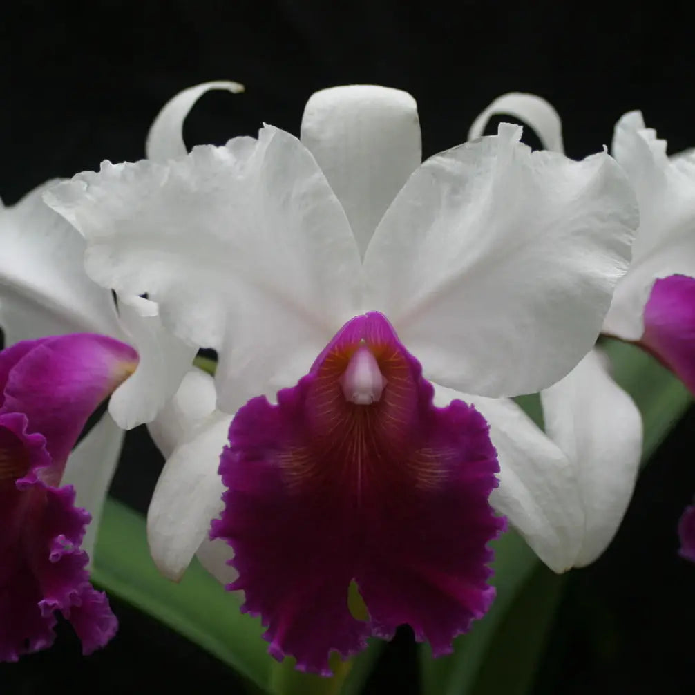 Lc. Masterpiece `Renaissance' AM/AOS 