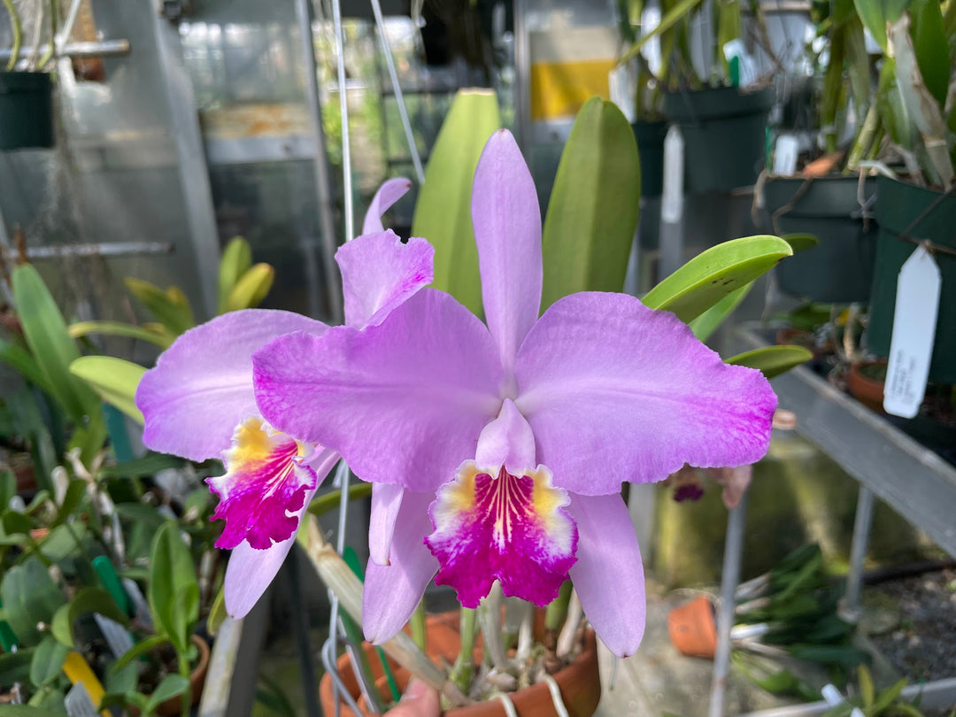 C. lueddemanniana `Leslie&