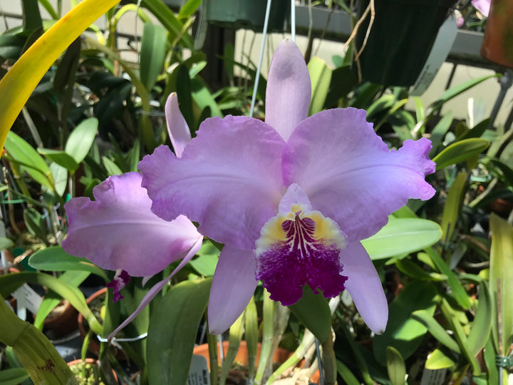 C. lueddemanniana `Leslie&