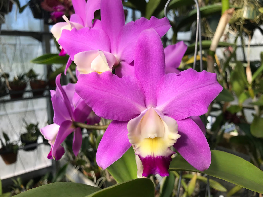 C. Breautiana `Lily Davis&