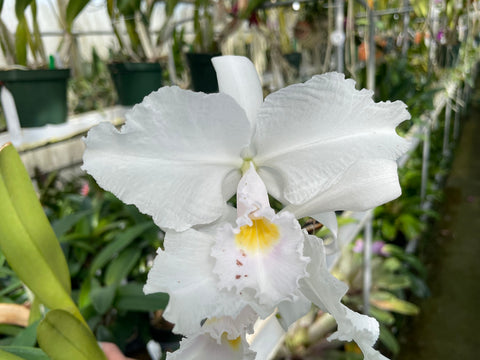 C. trianaei albescens `Madre Perla' Select Species Cattleya Orchid Plant Div #1