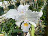 C. trianaei albescens `Madre Perla' Select Species Cattleya Orchid Plant Div #1