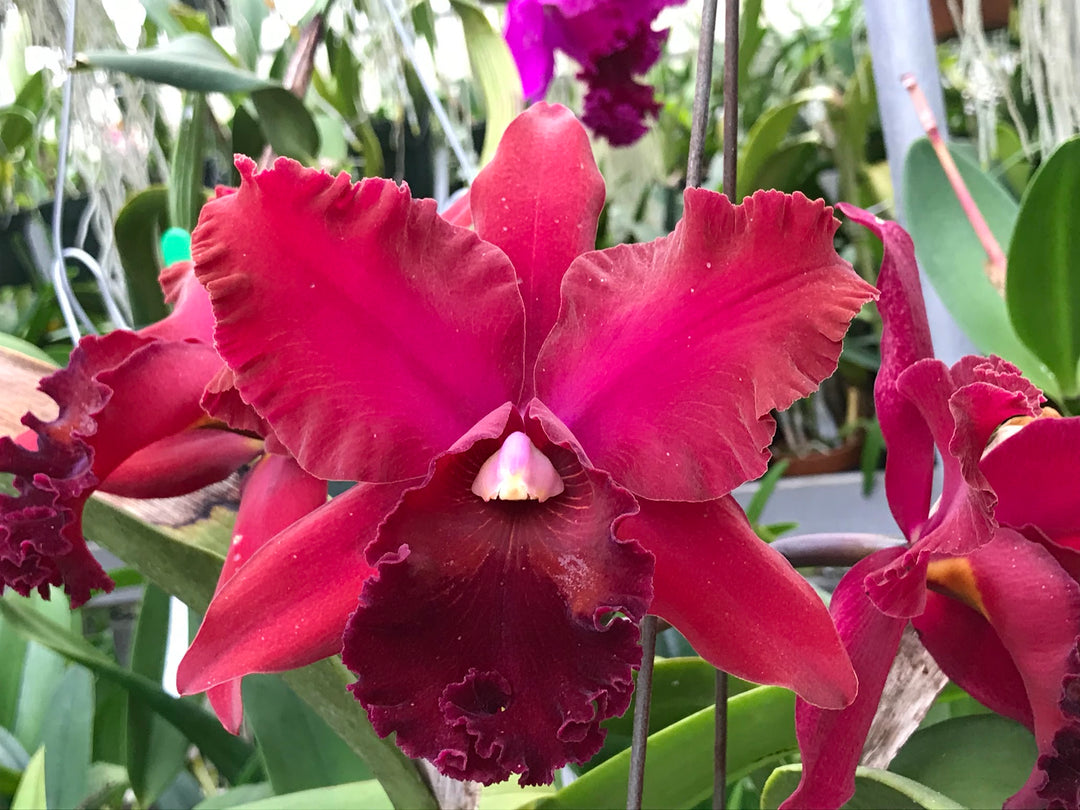Blc. Port Royal Sound `Mary Ellen&