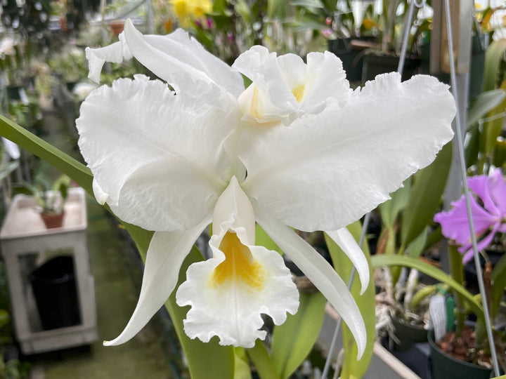 C. trianaei alba `Mauna Kea&