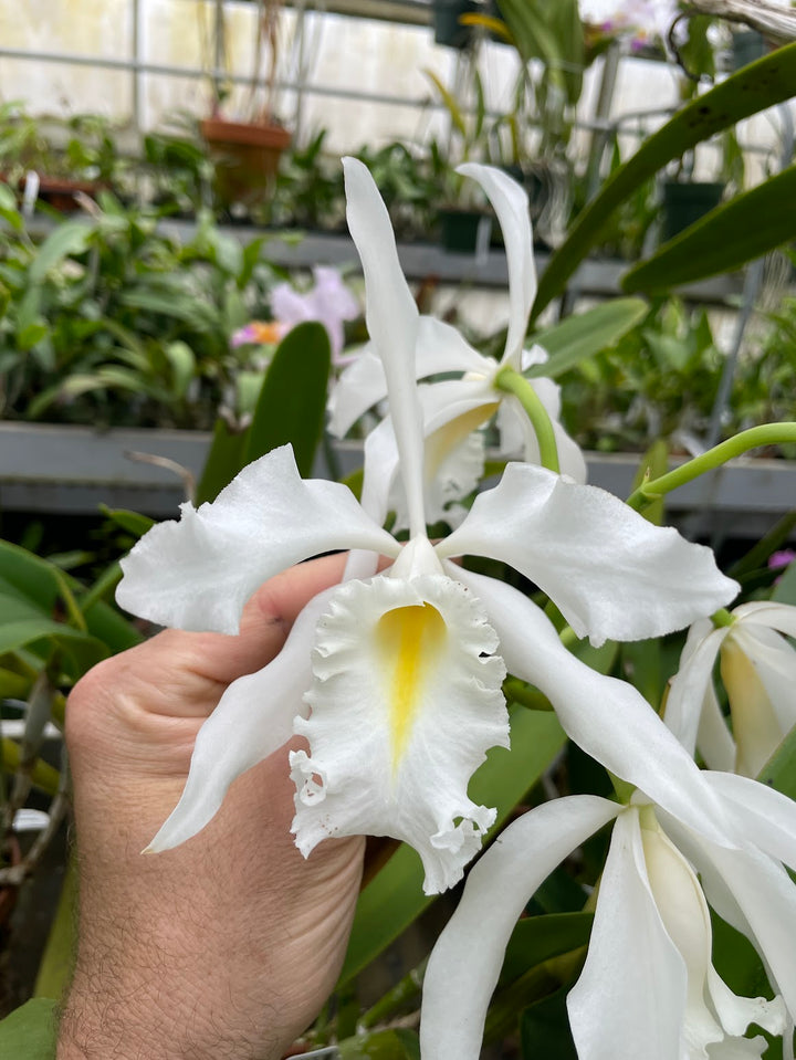 C. maxima alba `K.D. 