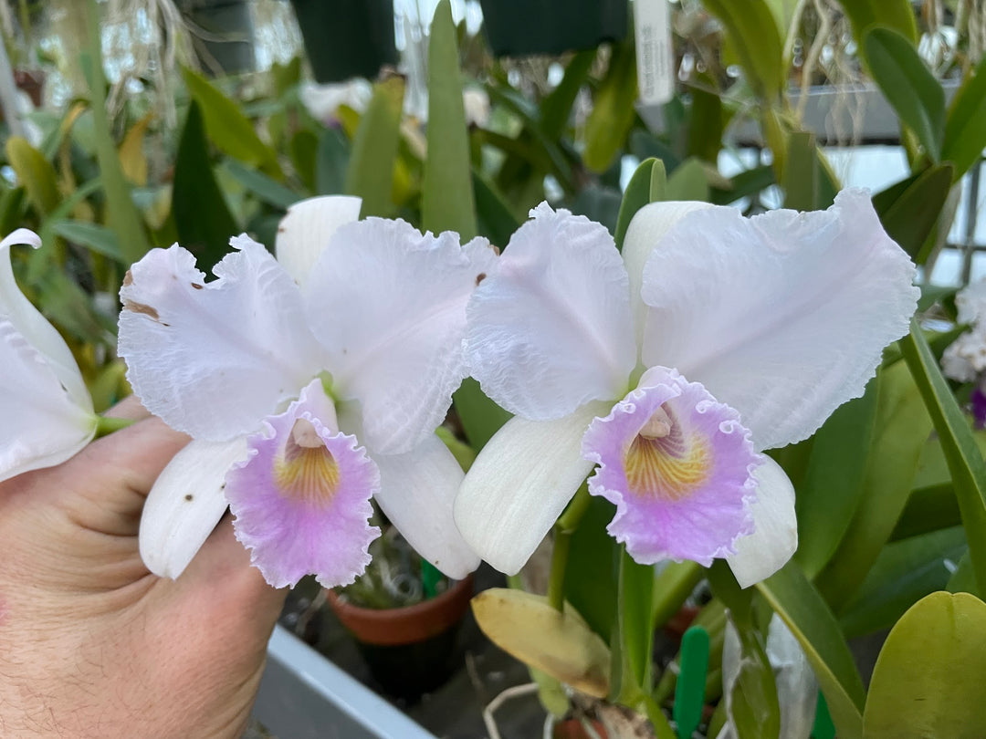 C. trianaei concolor `Mirian Caledo&