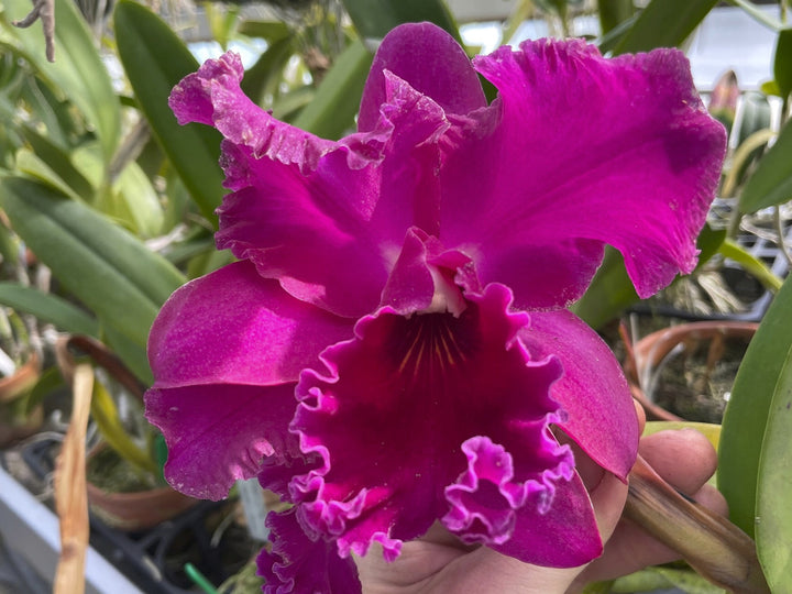 Blc. Mishima Magnolia `Blumen Insel&