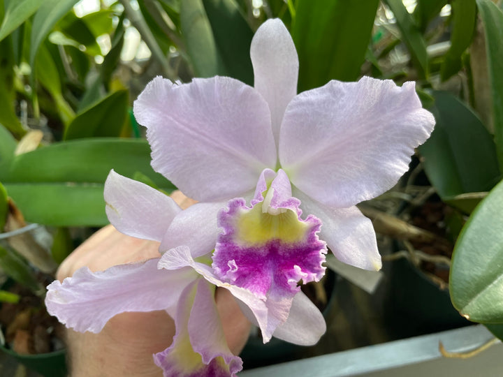 Lc. Gran Blue Sapphire `Miss Elaine&