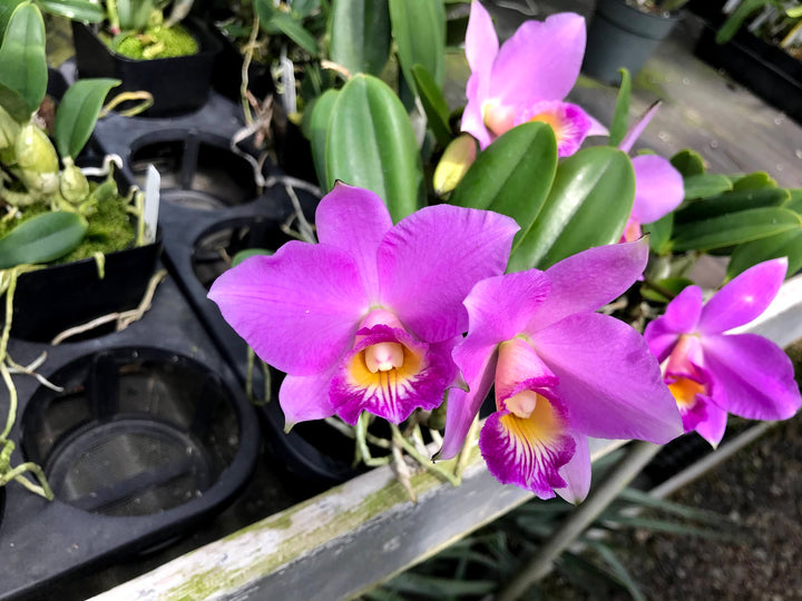 Lc. MJ Quintal (nobilior x praestans) Select Cattleya Orchid Plant Div 