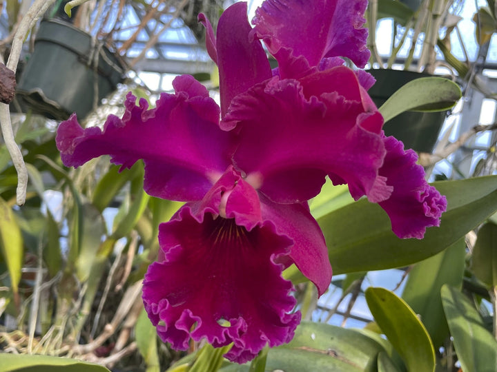 Blc. Mishima Magnolia `Blumen Insel&
