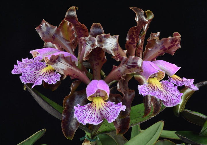C. schilleriana (`Mu&