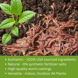 High-quality natural worm castings used as organic fertilizer promoting healthy plant growth.
