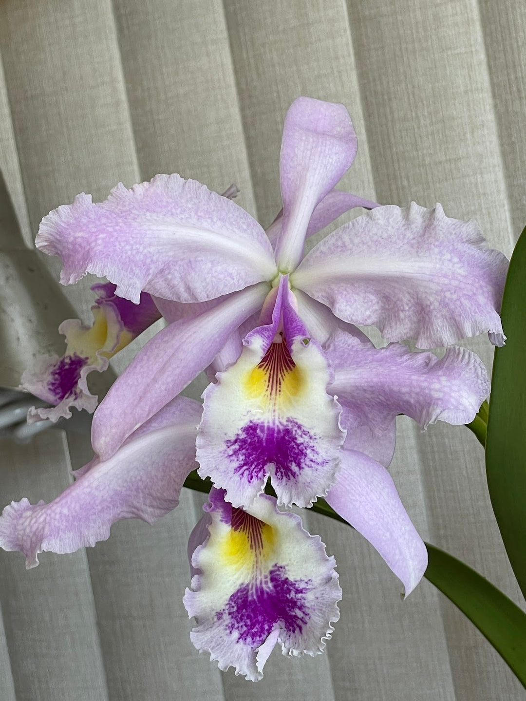 C. warscewiczii coerulea-lunata `Nutibara&