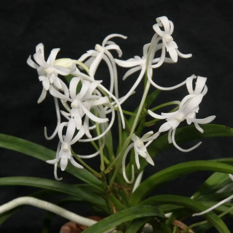 neof-falcata-species-3-pot-