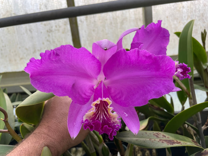 C. lueddemanniana `Mem. Norb Krzak&