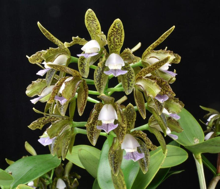 C. Mareeba Tiger (tigrina coerulea `Catt Nutts&