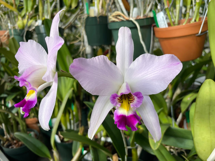 L. anceps `Ohana&