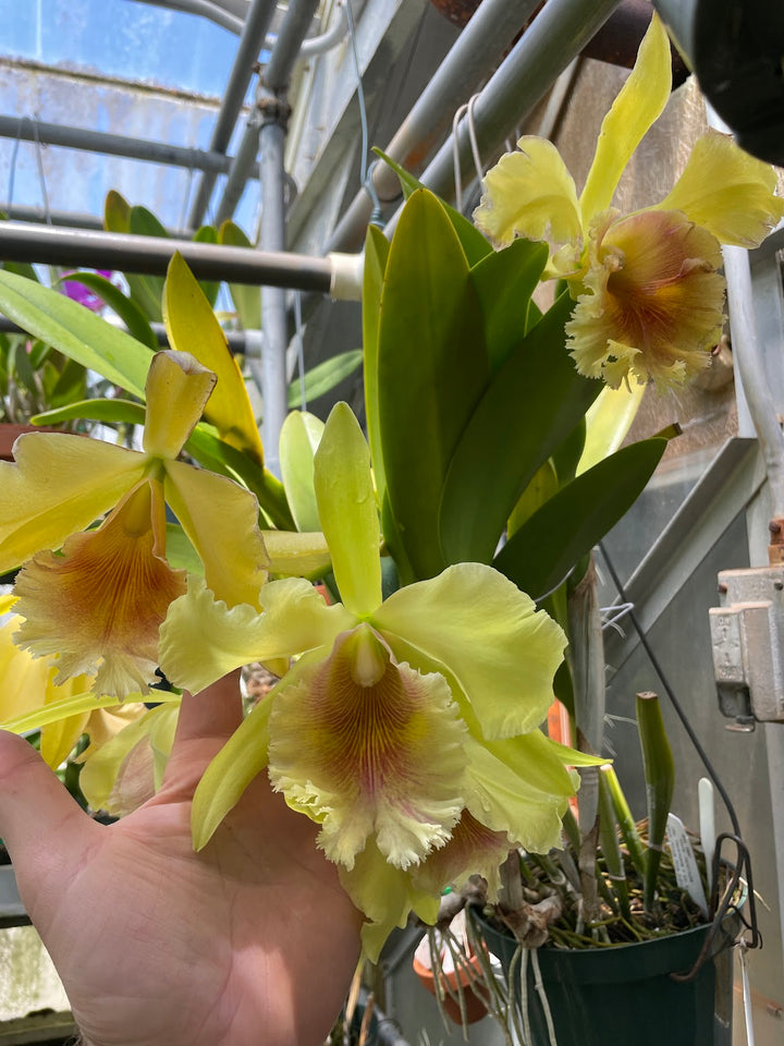 Blc. Ojai `Verte&