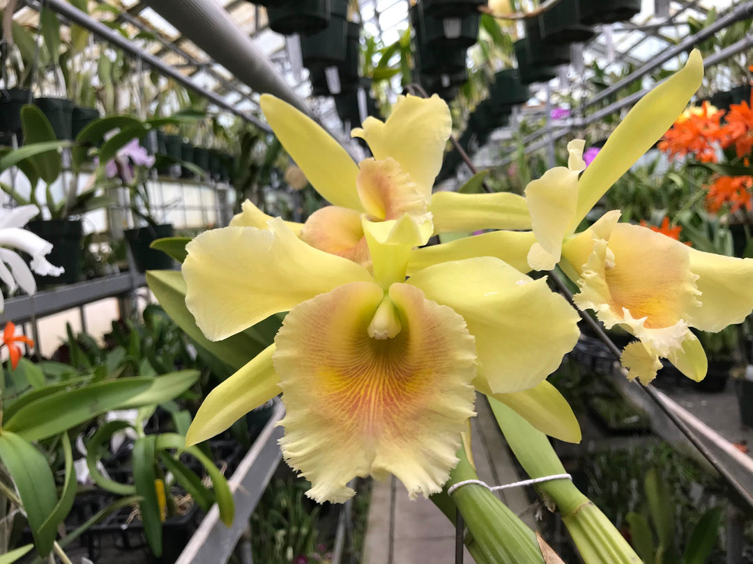 Blc. Ojai `Verte&