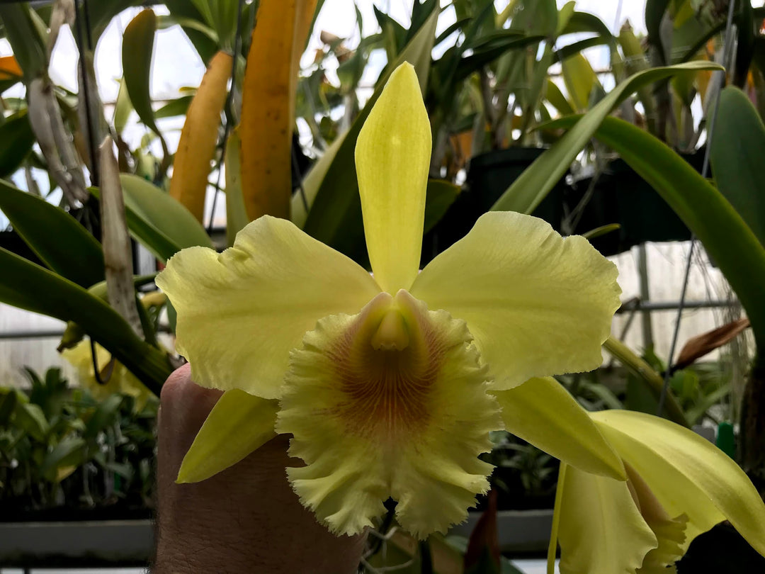 Blc. Ojai `Verte&