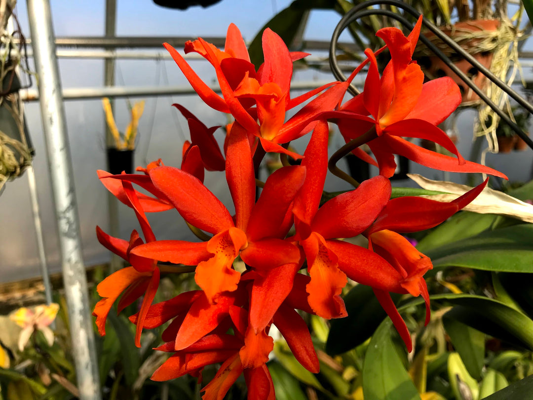 Lc. (Koolau Treat x Trick or Treat) Cattleya Orchid 3" Pot