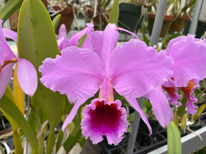 C. percivaliana `Canaima&