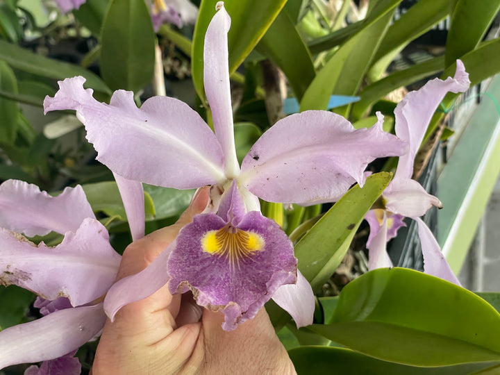 C. warscewiczii coerulea (`Paul&