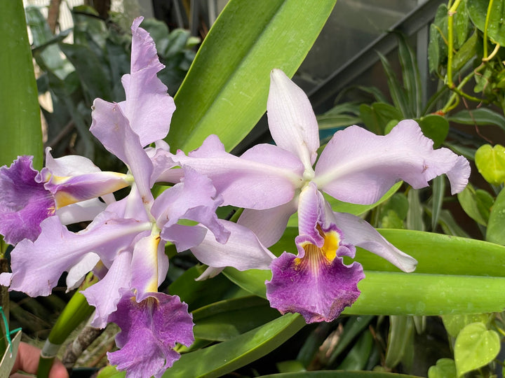 C. warscewiczii coerulea (`Paul&