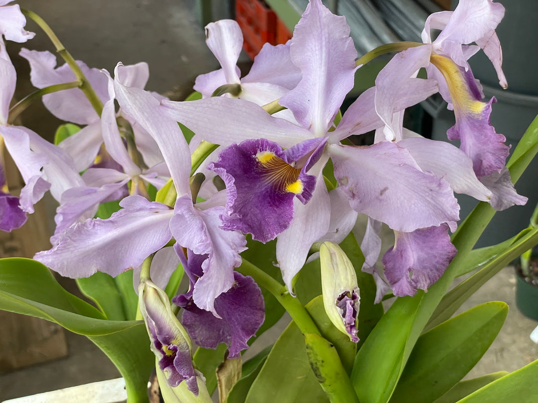 C. warscewiczii coerulea (`Paul&