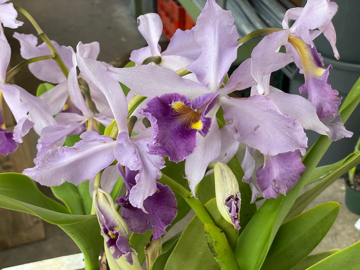 C. warscewiczii coerulea (`Paul&