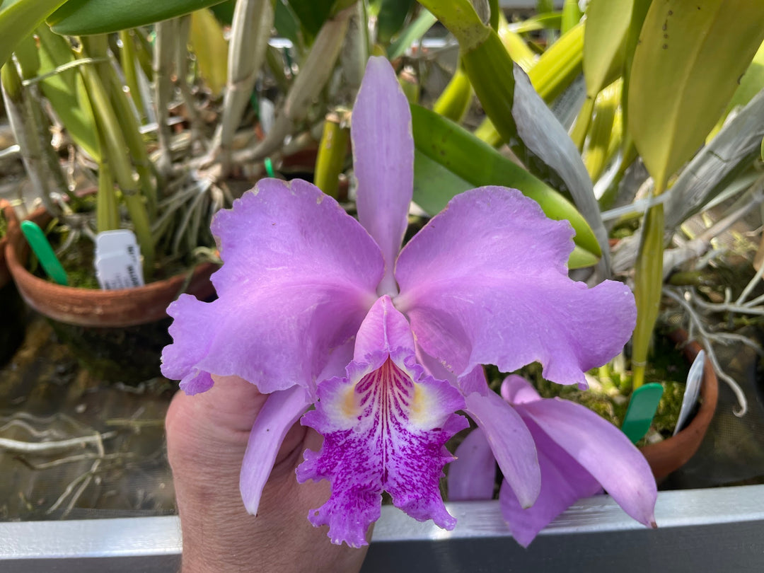 C. lueddemanniana `Peison&
