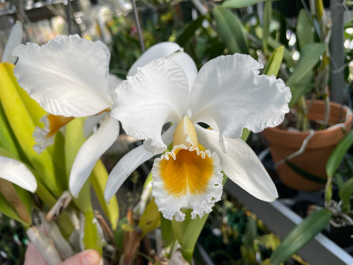 C. percivaliana alba `Canaima&
