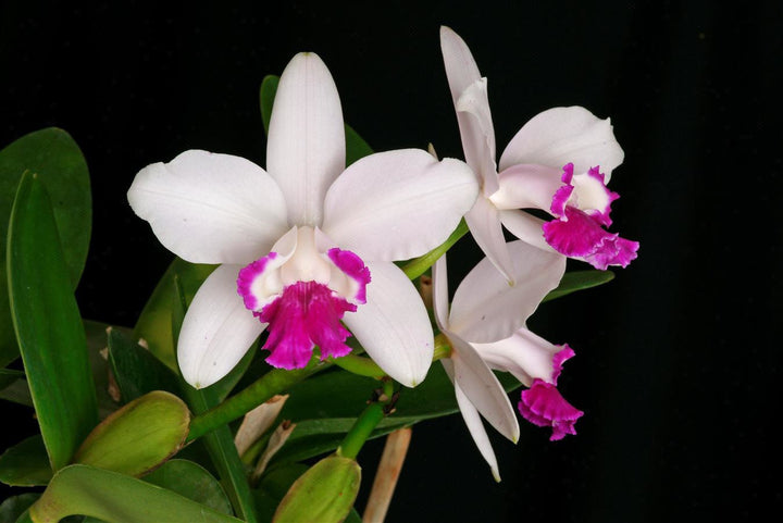 C. intermedia orlata `Mem. Pete Otway&