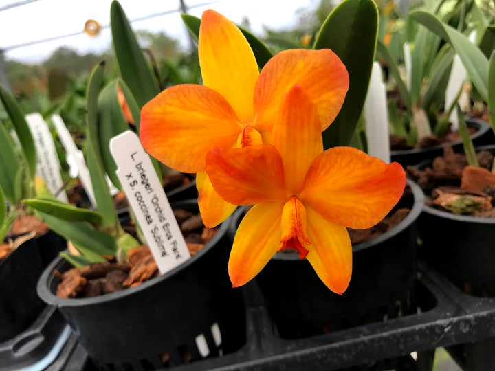Sl. Pole Star (S. coccinea x L. briegeri) 4N 2.25" Pot
