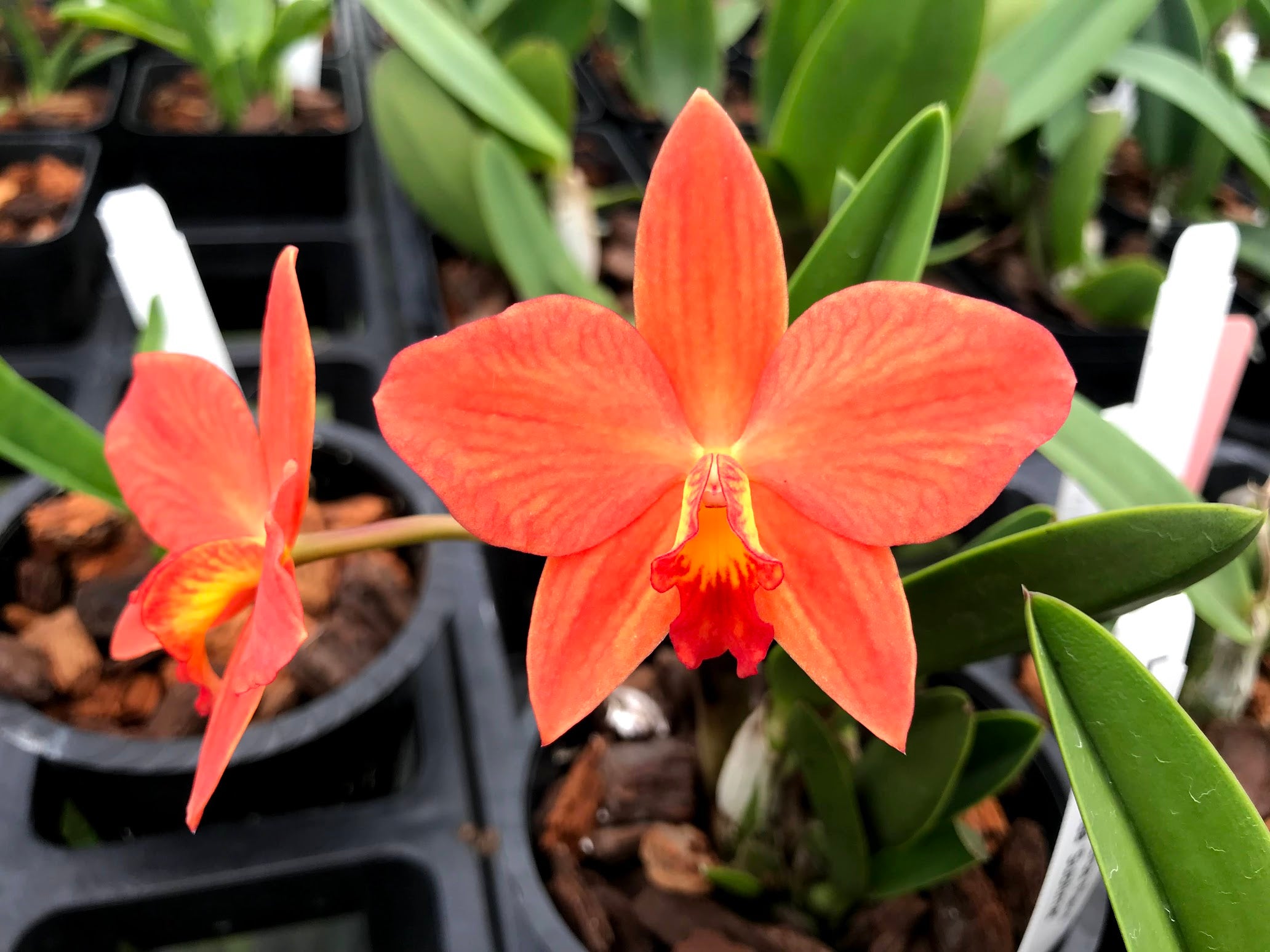 Products – Page 5 – Waldor Orchids