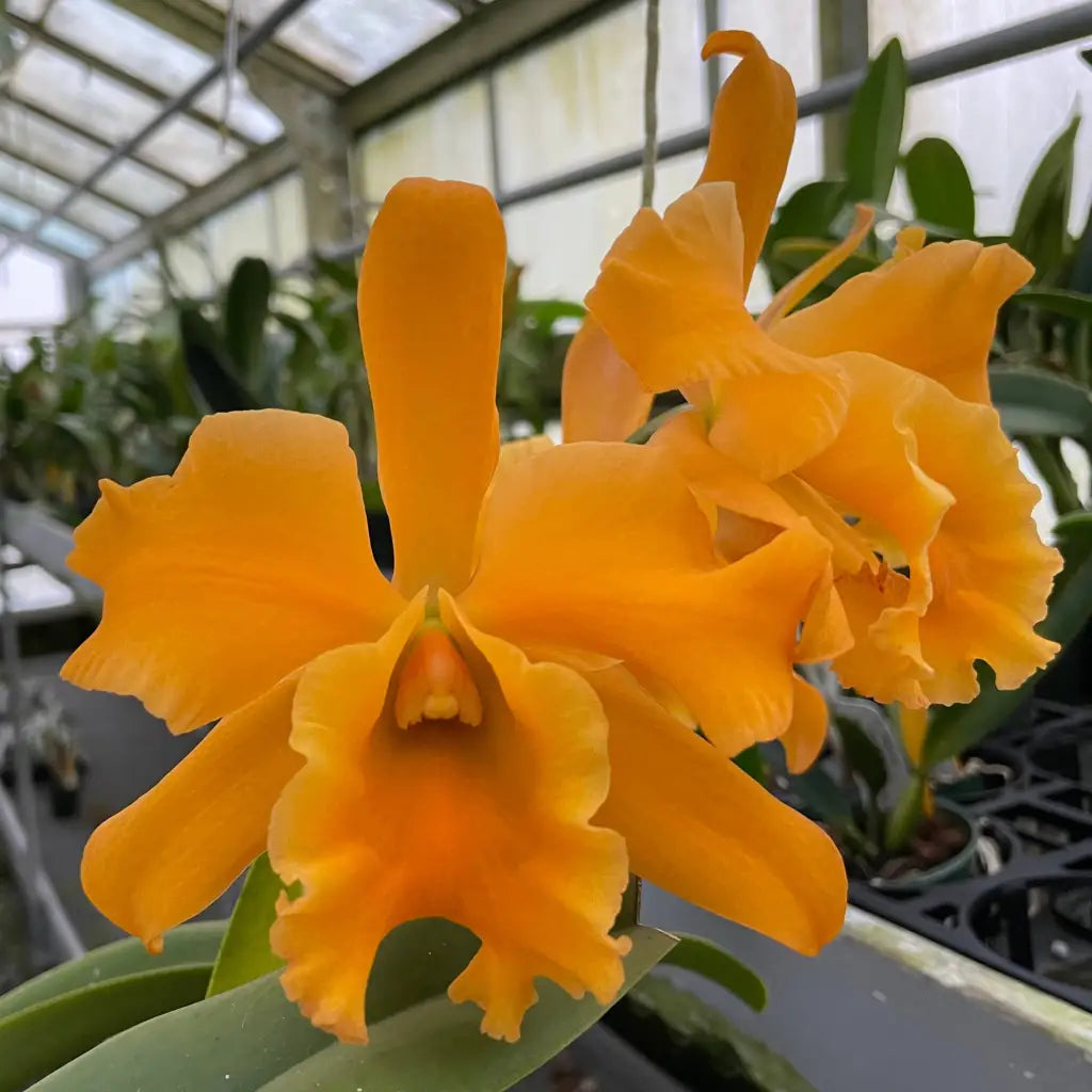 Pot. Mem. Srivilas Gold x Patricia Phelps Cattleya 2.5