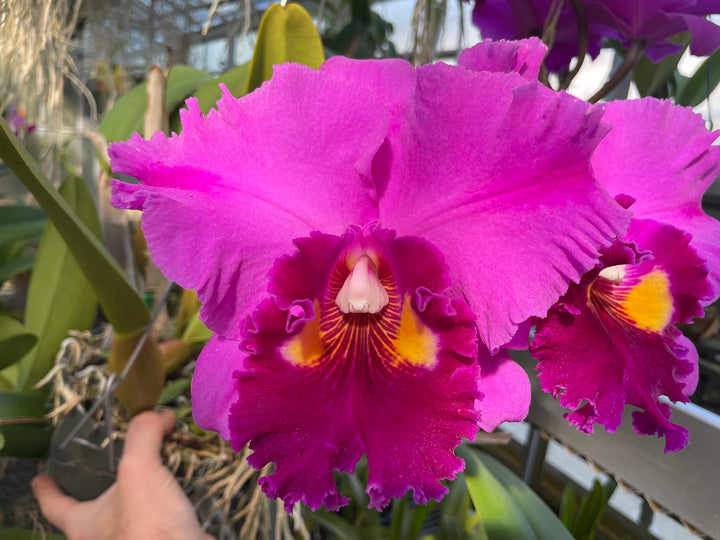 Blc. Precious Sweetie `Grand Plan&