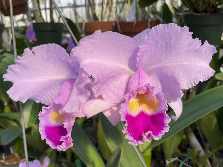 C. trianaei `The Premier&