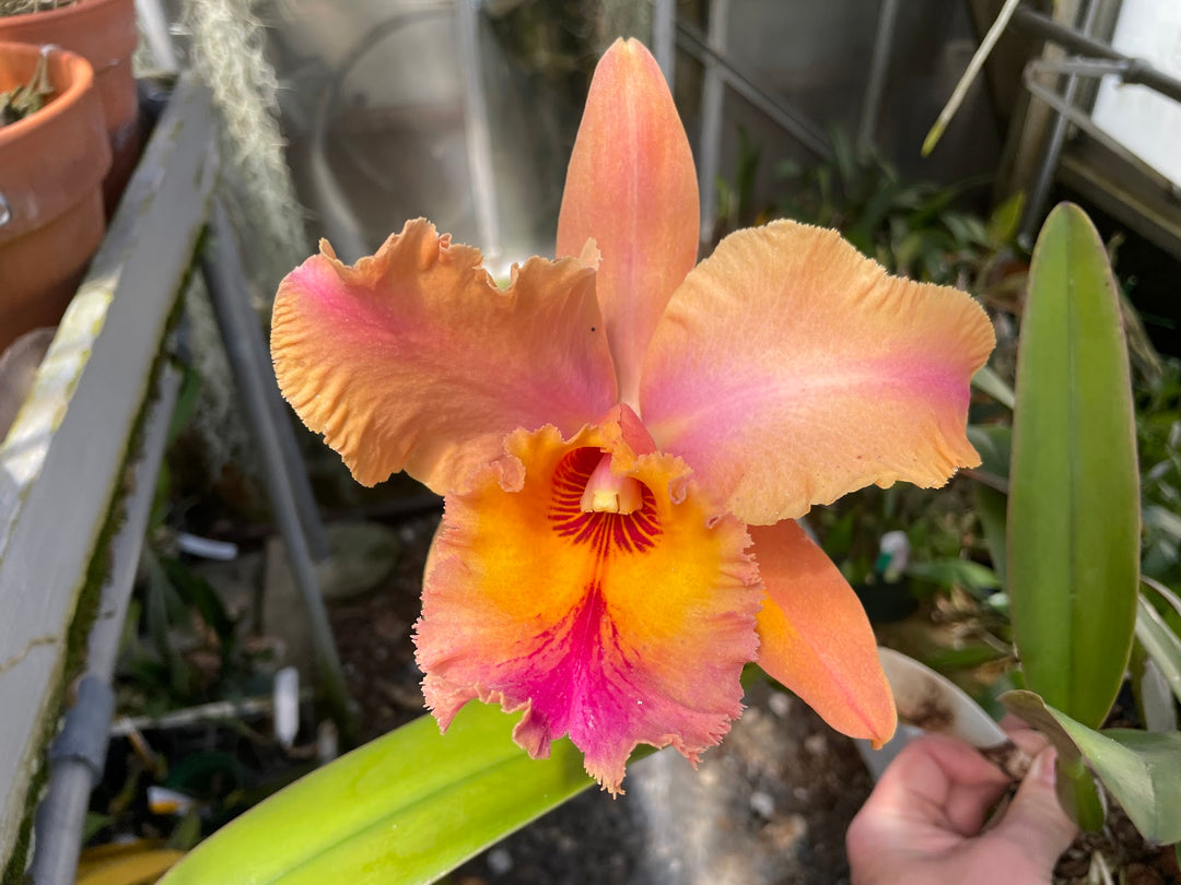Blc. Robert Ferguson `Rainbow Sharbet&
